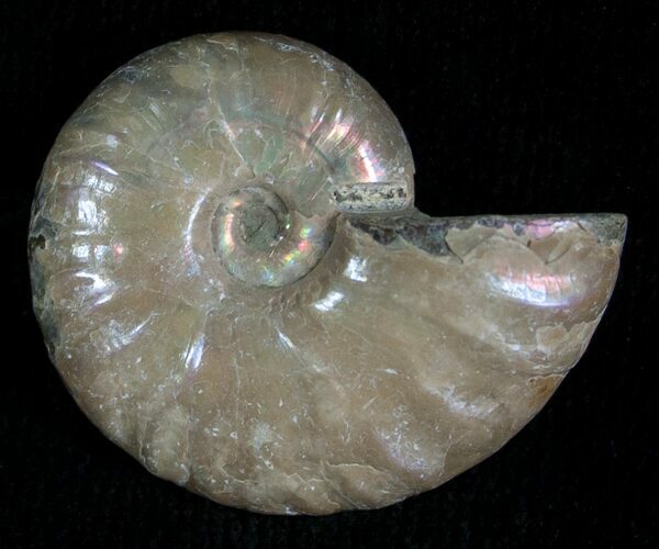 Silver Iridescent Ammonite - Madagascar #5356